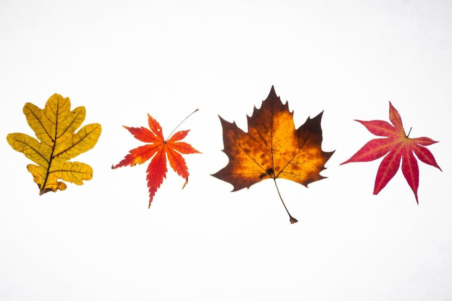 Fall linesheet cover