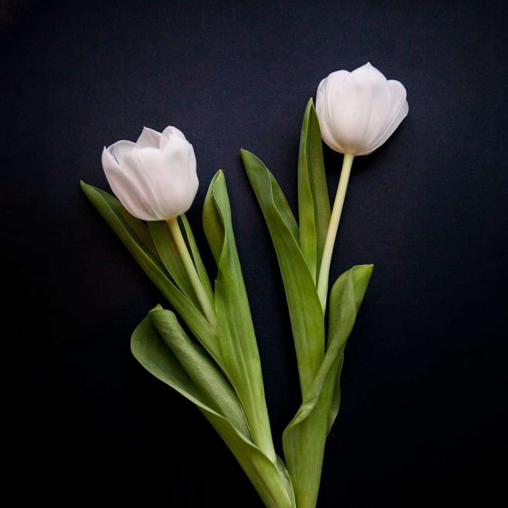 Dutch Tulip Bundle — 19" real-touch latex