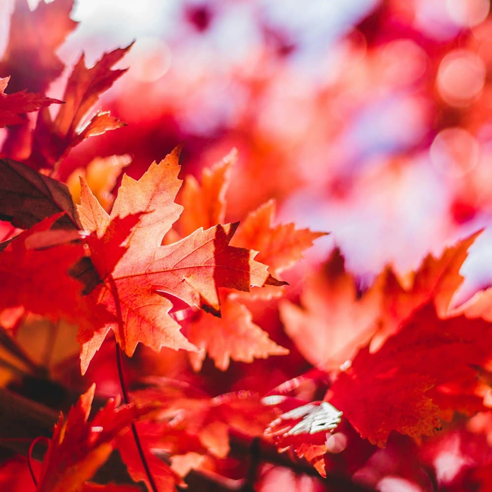 Maple & Wheat Spray — 30" printed poly leaf, dried wheat