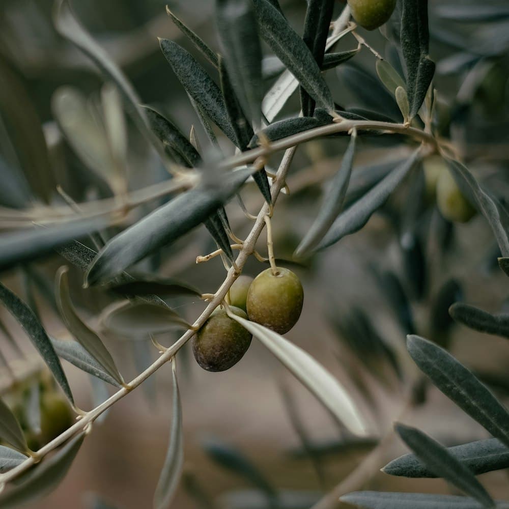 Olive Branch Stem — 38" latex leaf, fruited