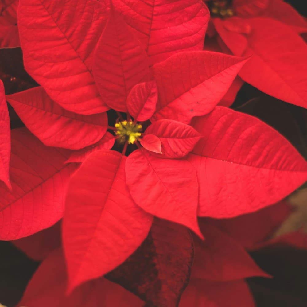 Velvet Poinsettia Spray — 26" velvet, wire-edge petal